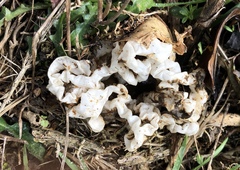 Ileodictyon cibarium