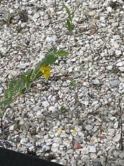 Chamaecrista fasciculata