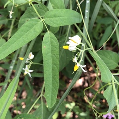 Solanum douglasii