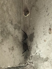 Balantiopteryx plicata