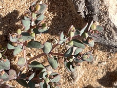 Euphorbia micromera