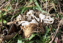 Ileodictyon cibarium