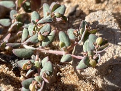 Euphorbia micromera