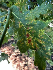 Neuroterus saltatorius