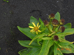 Senecio pseudoarnica