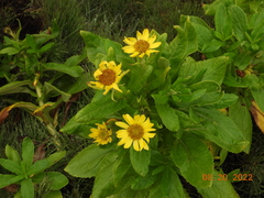 Senecio pseudoarnica