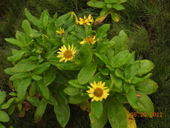 Senecio pseudoarnica