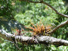 Tillandsia capitata