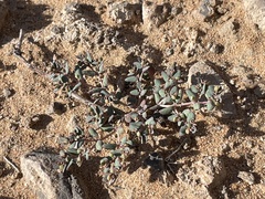 Euphorbia micromera