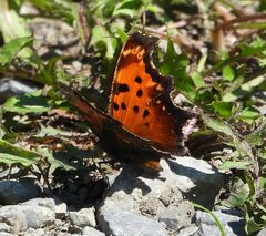 Polygonia progne