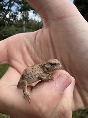 Phrynosoma hernandesi