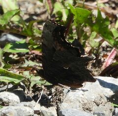 Polygonia progne