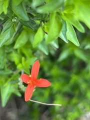Anisacanthus quadrifidus