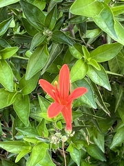Anisacanthus quadrifidus