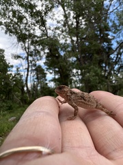 Phrynosoma hernandesi