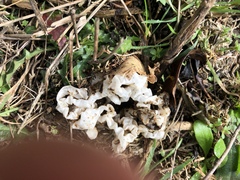 Ileodictyon cibarium