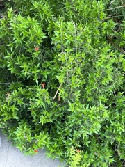 Anisacanthus quadrifidus