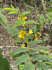 Chamaecrista