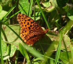 Boloria bellona