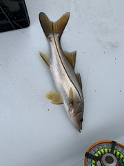 Centropomus undecimalis