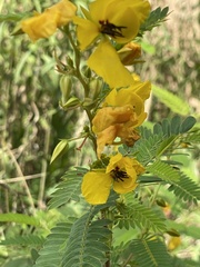 Chamaecrista