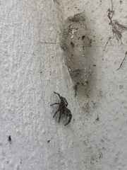 Plexippus paykulli