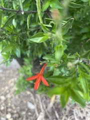 Anisacanthus quadrifidus