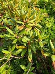 Rhododendron caucasicum