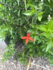 Anisacanthus quadrifidus