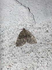 Hydriomena furcata