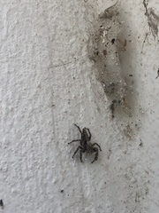 Plexippus paykulli