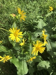 Silphium