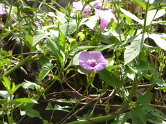 Ipomoea cordatotriloba