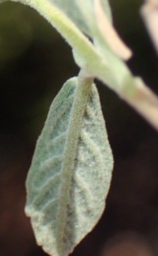 Image of Hermannia holosericea by (c) Nicola van Berkel, some rights reserved (CC BY-SA)
