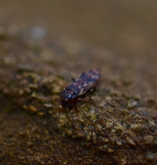 Prothalpia holmbergi