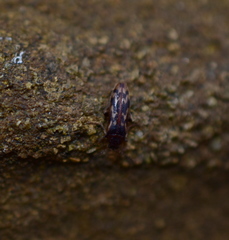 Prothalpia holmbergi