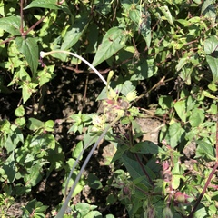 Mirabilis