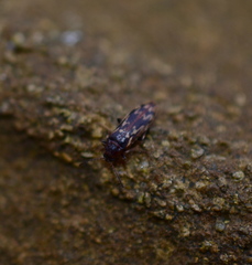 Prothalpia holmbergi