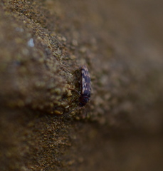 Prothalpia holmbergi