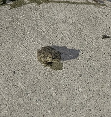 Anaxyrus fowleri