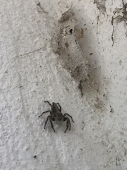 Plexippus paykulli