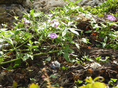 Ipomoea cordatotriloba