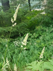 Phalaris arundinacea