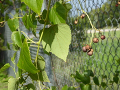 Ampelopsis cordata