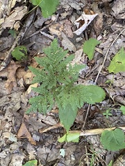 Sceptridium dissectum