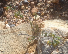 Hermannia aff-denudata