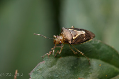 Carpocorini