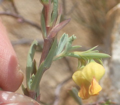 Hermannia aff-denudata