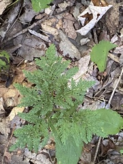 Sceptridium dissectum