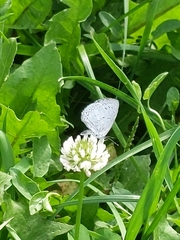 Celastrina neglecta